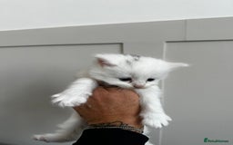 Mixed Breed cats for sale: Kittens  - Image 11