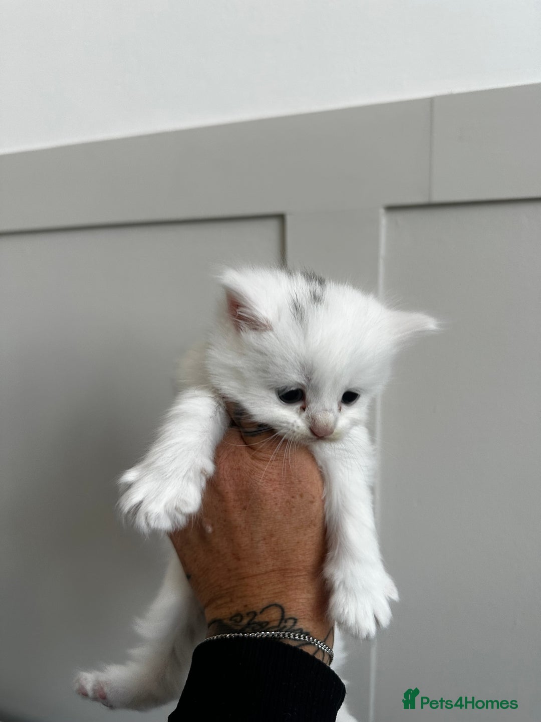 Mixed Breed cats for sale: Kittens  - Image 11