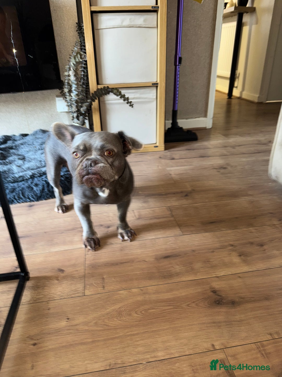 French Bulldog dogs for sale: Looking to Rehome My 2 French Bulldogs - Image 3