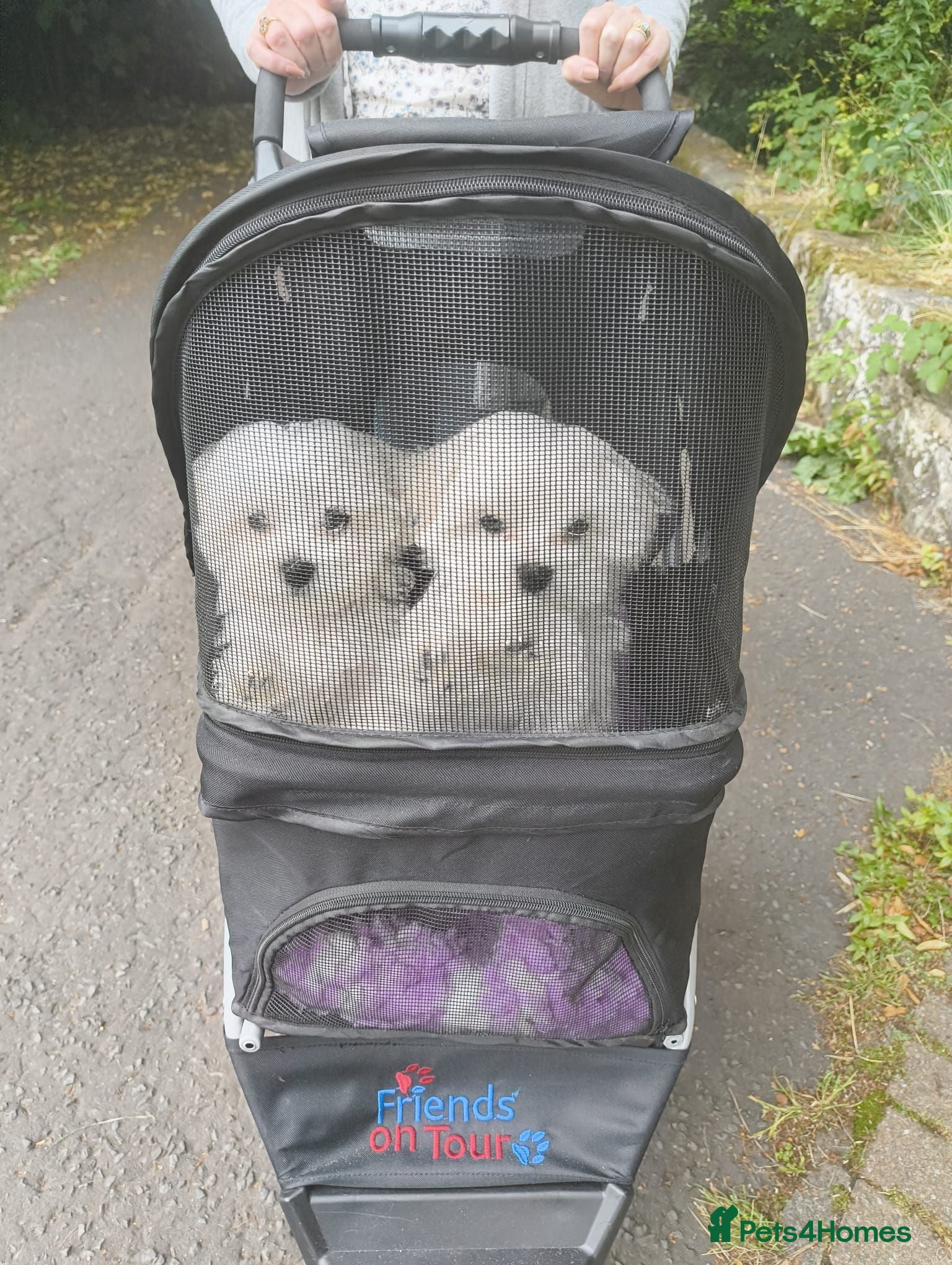 Maltese dogs Maltese Female Family Raised KC Ready to rehome  - Advert 4