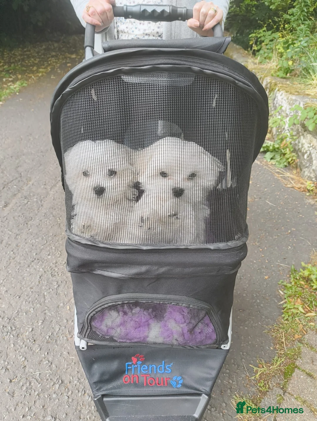 Maltese dogs for sale: Pedigree Maltese Female Fully vaccinated Ready   - Advert 1