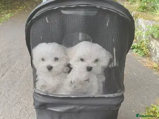 Maltese dogs Maltese Female Family Raised KC Ready to rehome - Advert 4
