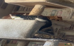 Mixed Breed cats for sale: Boy kitten - Image 1