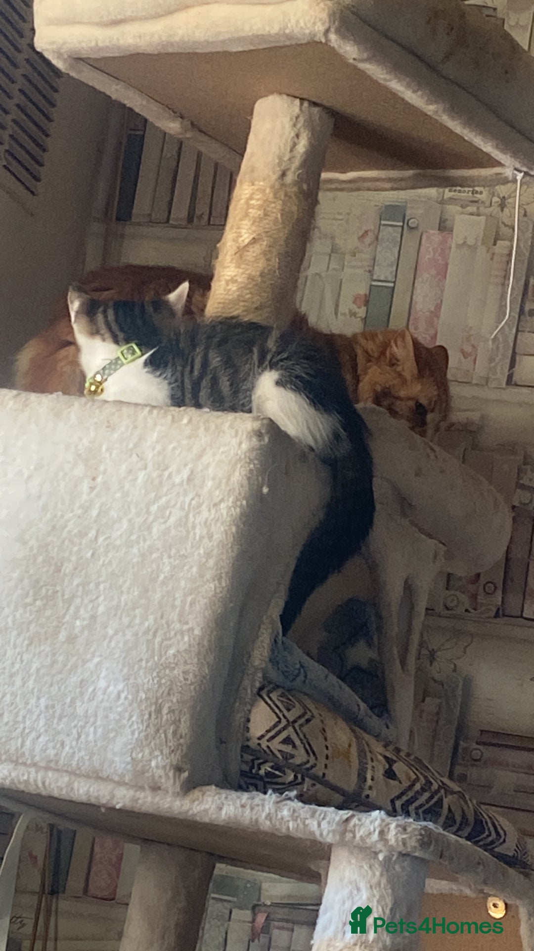 Mixed Breed cats for sale: Boy kitten - Image 1