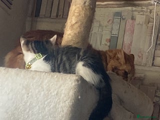 Mixed Breed cats - Advert 7