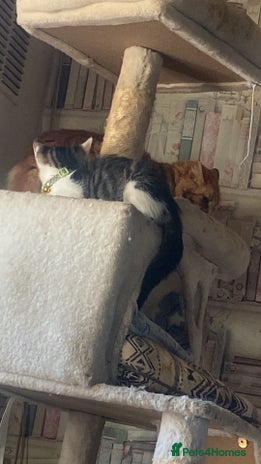 Mixed Breed cats - Advert 1