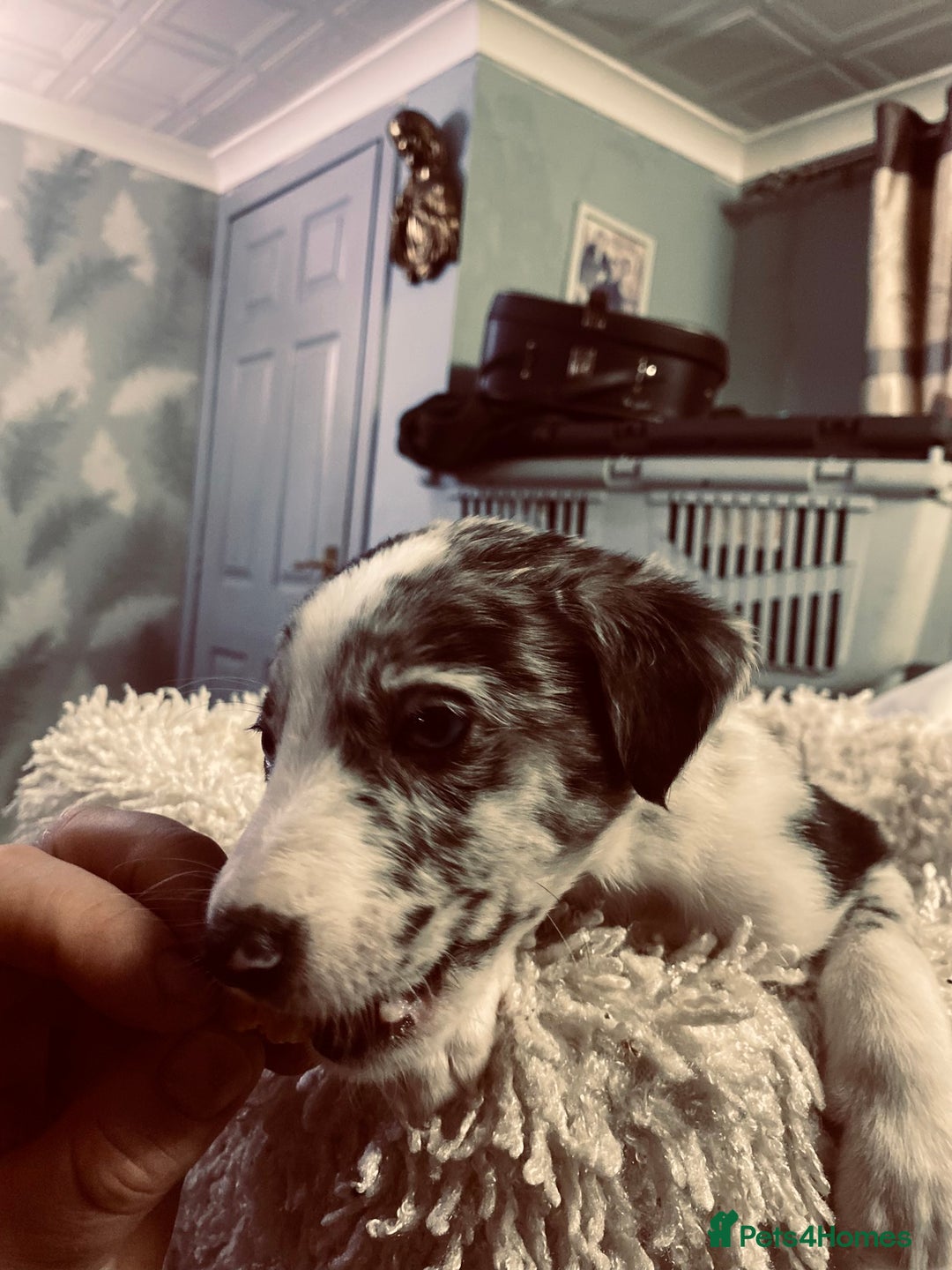 Mixed Breed dogs for sale: Collie lurcher greyhound mix - Advert 12