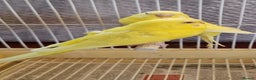 Budgerigars birds for sale: Budgies lutino for sale  - Advert 10