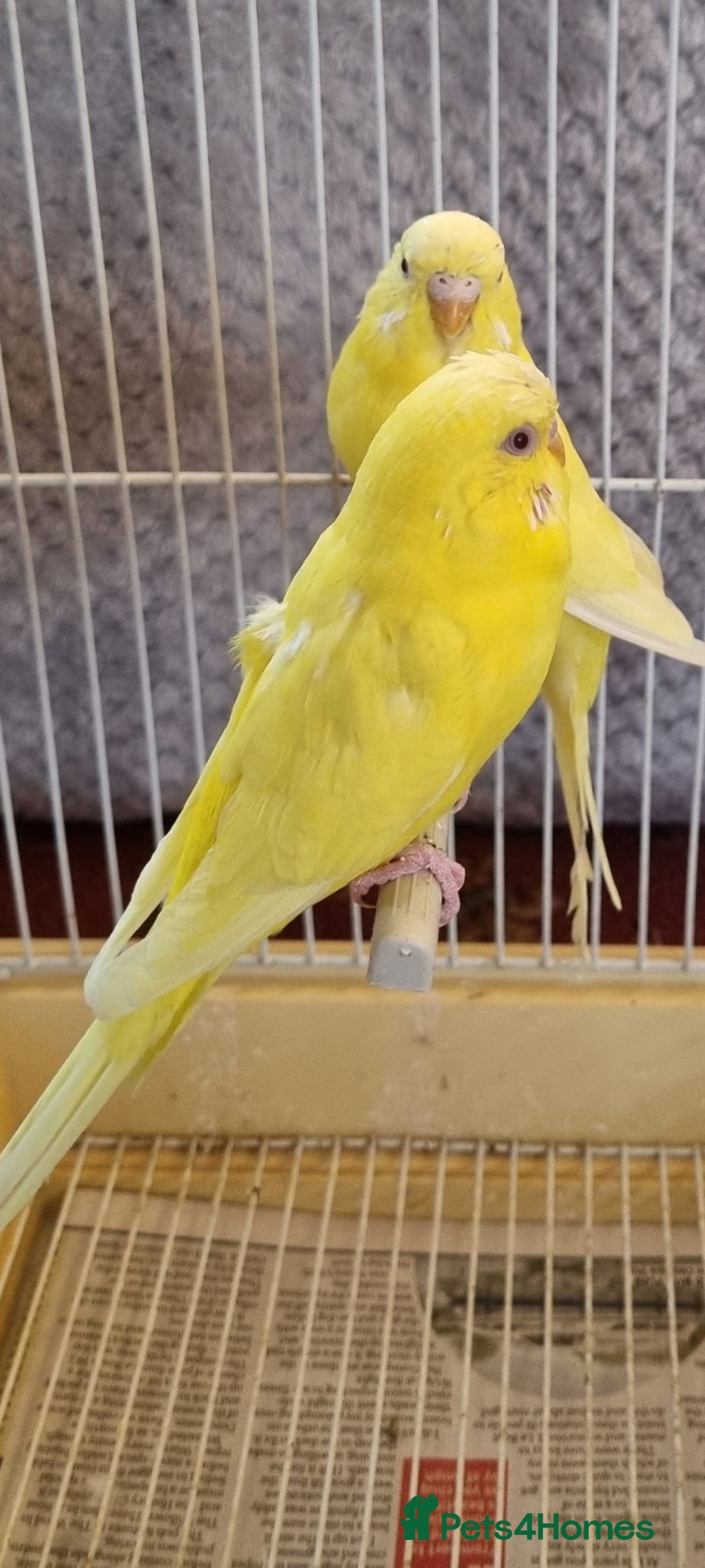 Budgerigars birds for sale: Budgies lutino for sale  - Image 10