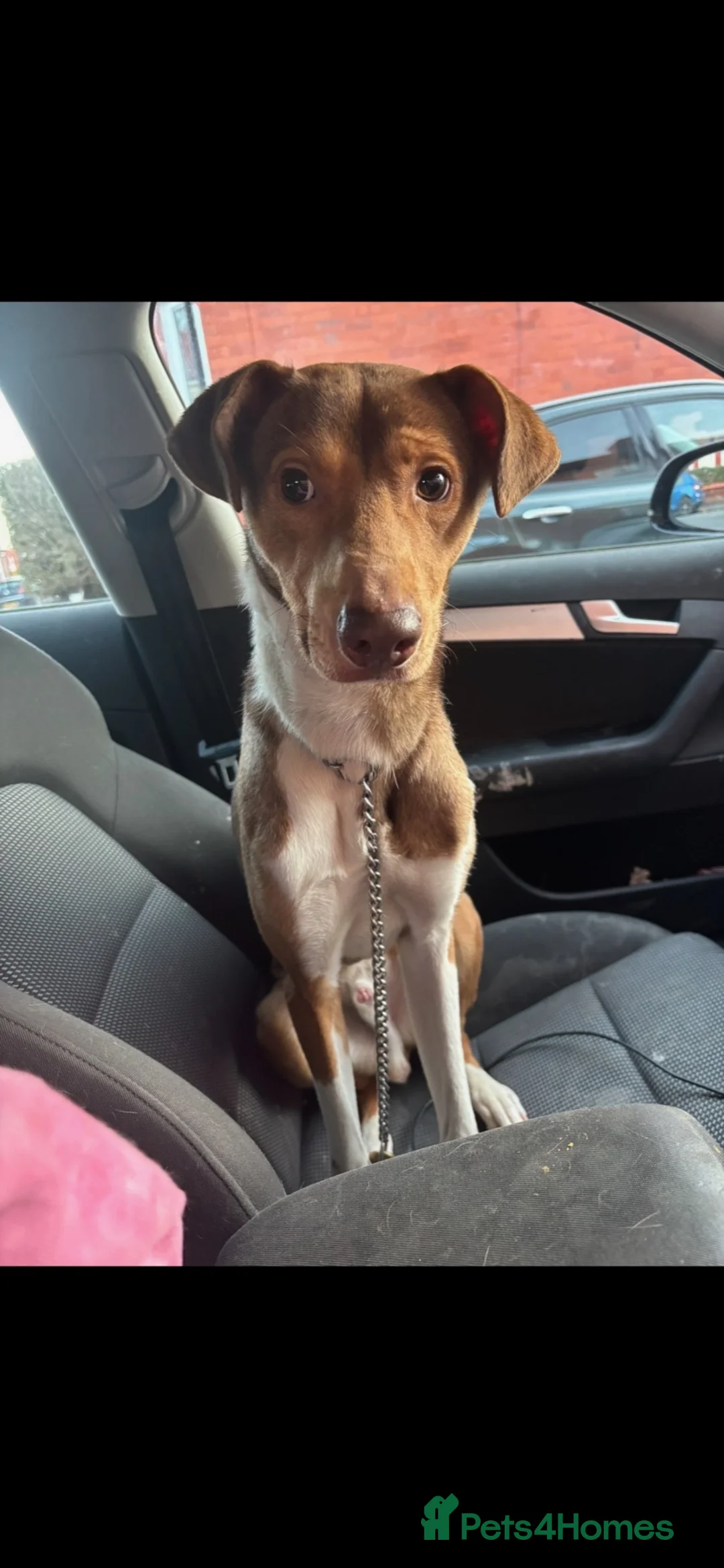 Mixed Breed dogs for sale: Oscar  in Prescot - Advert 2