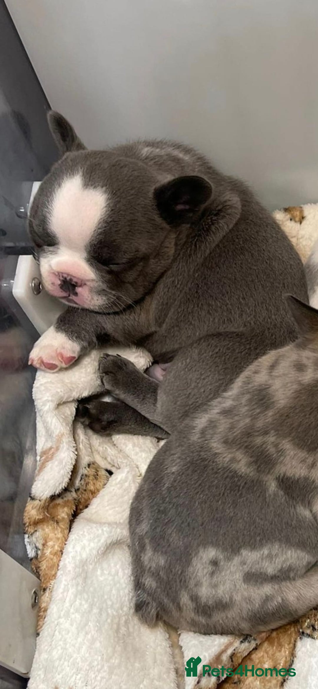 French Bulldog dogs for sale: Husky Panda Koi Frenchie = last 3 ready next week - Image 20
