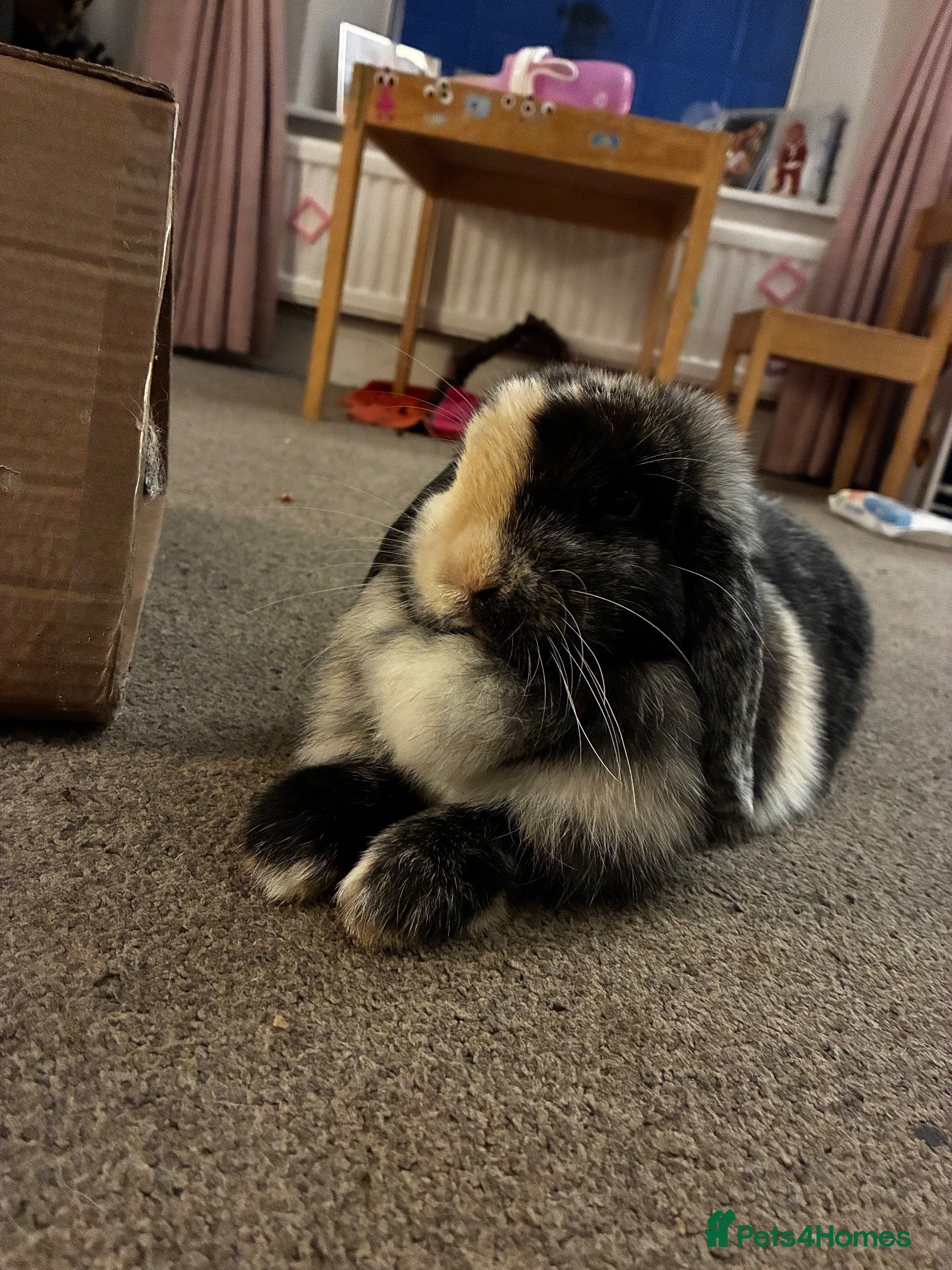 Mini Lop rabbits Female Rabbit - Advert 3