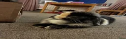 Mini Lop rabbits for sale: Female Rabbit in Macclesfield - Advert 1