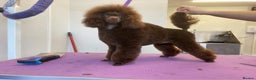 Toy Poodle dogs for stud: Chocolate Phantom KC reg  in Southport - Advert 1