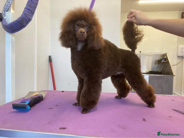 Toy Poodle dogs in Southport - Advert 1