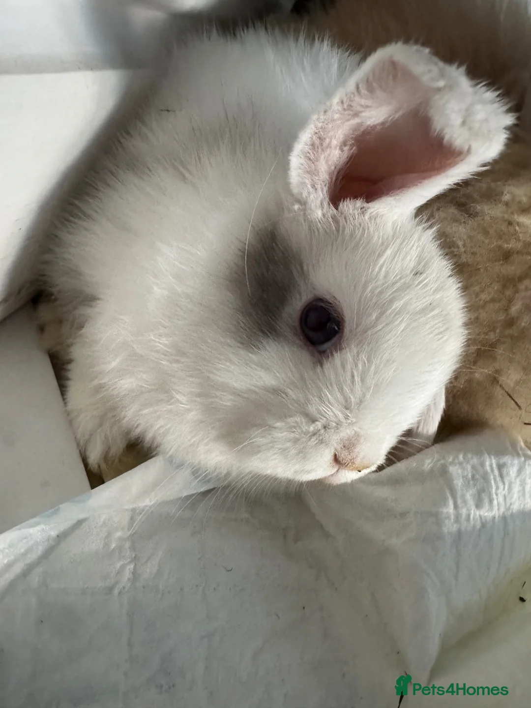 Mini Lop rabbits for sale: Mini lop girl 8 weeks  in Barrow-upon-Humber - Advert 1