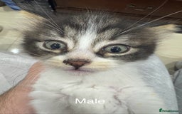 Domestic Shorthair cats for sale: 4 male kittens 3 female kittens pickup whenever - Image 6