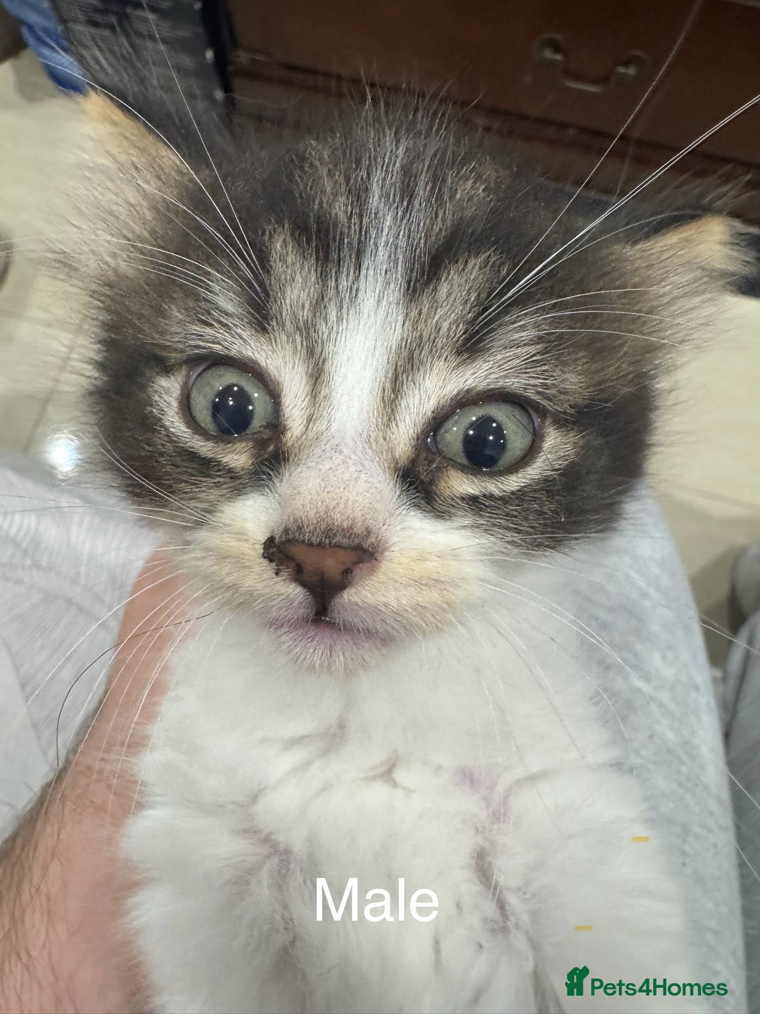 Domestic Shorthair cats for sale: 4 male kittens 3 female kittens pickup whenever - Image 6