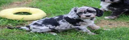 Cavapoo dogs for sale: Beautiful Cavapoo puppies for sale - Advert 3