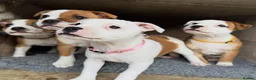 Staffordshire Bull Terrier dogs for sale: Beautiful Staffordshire Bull Terrier Puppies 🐾 in Richmond - Advert 3