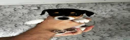 Jack Russell dogs for sale: 7 Litter Jack Russell pups  - Advert 13