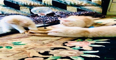 Maine Coon cats - Advert 8