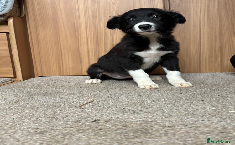 Border Collie dogs - Advert 2