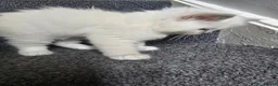 Ragdoll cats for sale: 3 big male  - Advert 7