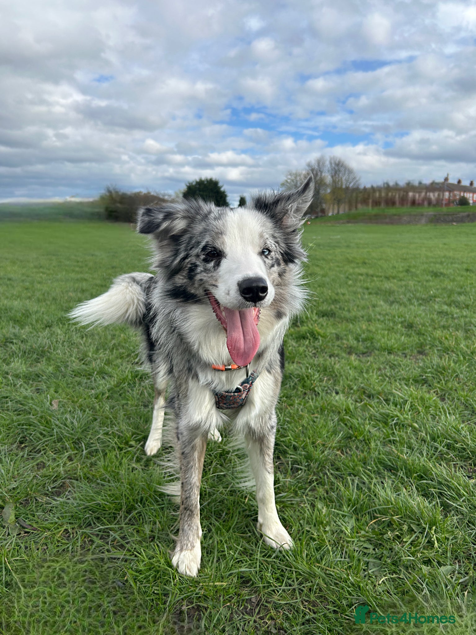 Border Collie dogs ❗️ LAST KC DNAtested champions❗️ready to go! - Advert 1