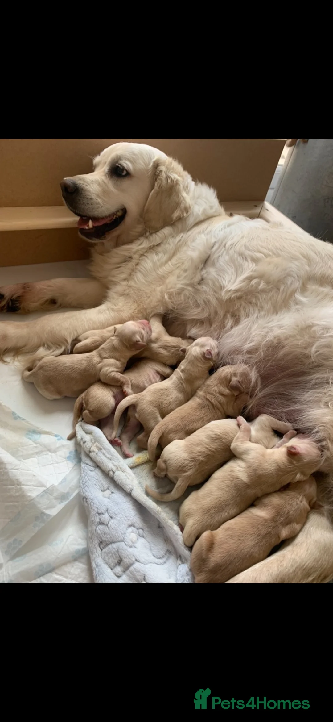 Golden Retriever dogs for stud: Stunning golden retriever  in Doncaster - Advert 18