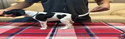 Pointer dogs for sale: Pedigree Pointer Pups - Advert 14