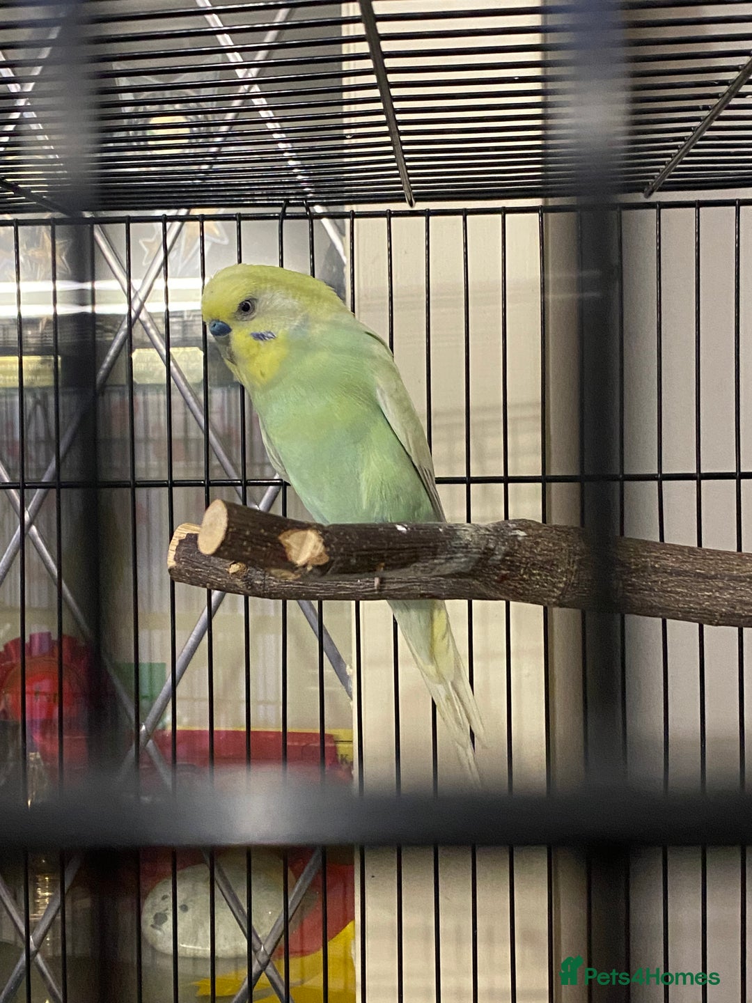 Budgerigars birds for sale: Beautiful budgies , mixed colours incl rainbow  - Advert 5