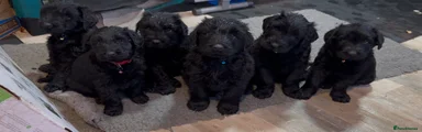 Giant Schnauzer Skye