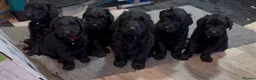 Giant Schnauzer dogs for sale: KC Registered Giant Schnauzer Puppies - Advert 12
