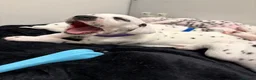 Dalmatian dogs for sale: Dalmatian puppies - Advert 10