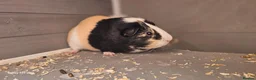 Guinea Pig rodents for sale: 2 Guinea pigs and hach  in Bordon - Advert 2
