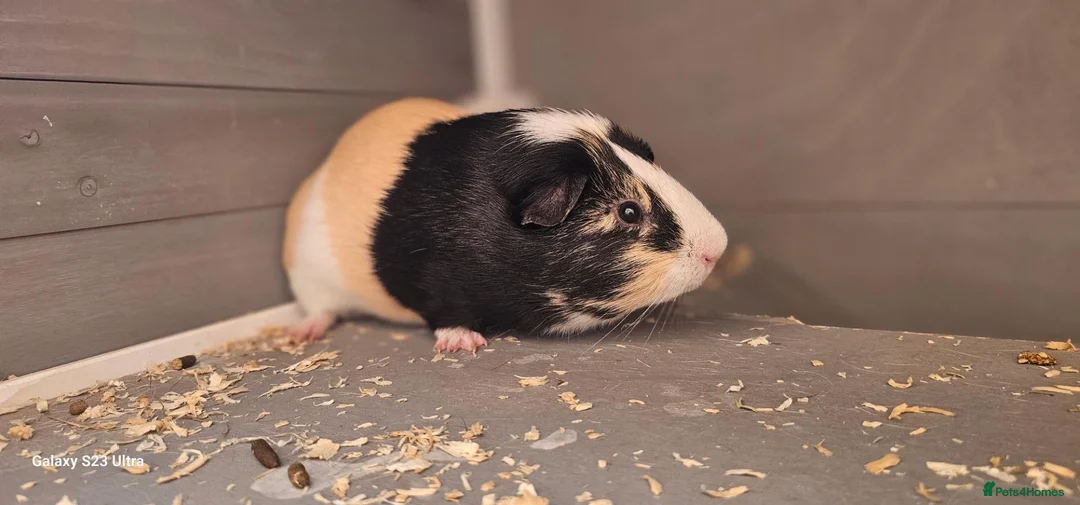 Guinea Pig rodents for sale: 2 Guinea pigs and hach  in Bordon - Advert 2