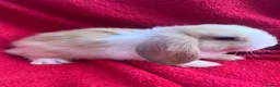 Mini Lop rabbits for sale: Mini lop bunnies  - Advert 2