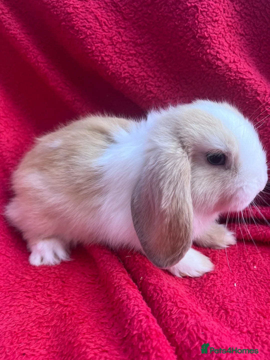 Mini Lop rabbits for sale: Mini lop bunnies  - Advert 2