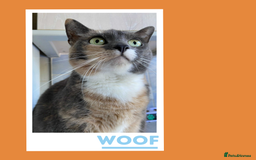Mixed Breed cats for adoption: A golden girl looking for love - Image 4