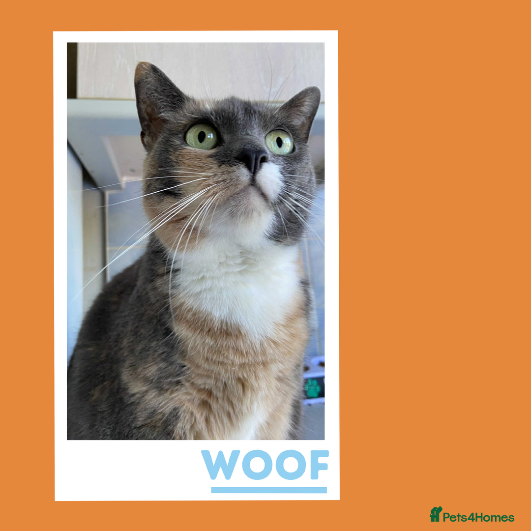 Mixed Breed cats for adoption: A golden girl looking for love - Image 4