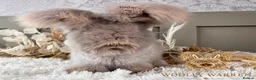 Angora rabbits for sale: Beautiful Adult Angoras Available  - Advert 3