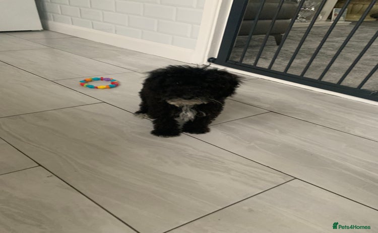 Cockapoo dogs - Advert 12