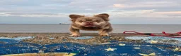 French Bulldog dogs for stud: MR COMPACTABULL  - Advert 3
