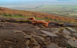 Cockapoo dogs for sale: f1 apricot cockapoo - Advert 14