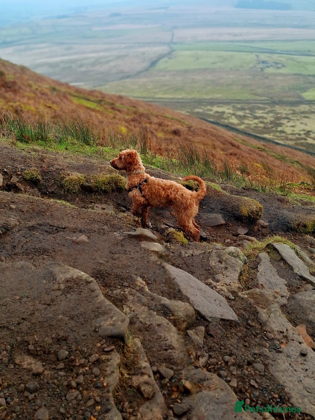 Cockapoo dogs for sale: f1 apricot cockapoo - Advert 14