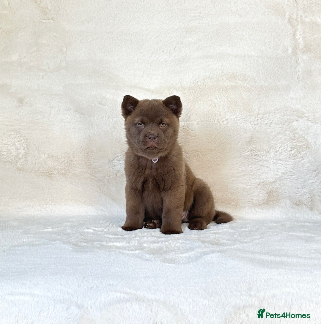 Siberian Husky dogs for sale: Stunning exotic colour chowsky puppies for sale - Image 24