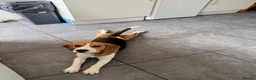 Beagle dogs for sale: KC registered Pluto ( playful Beagle)  - Advert 5