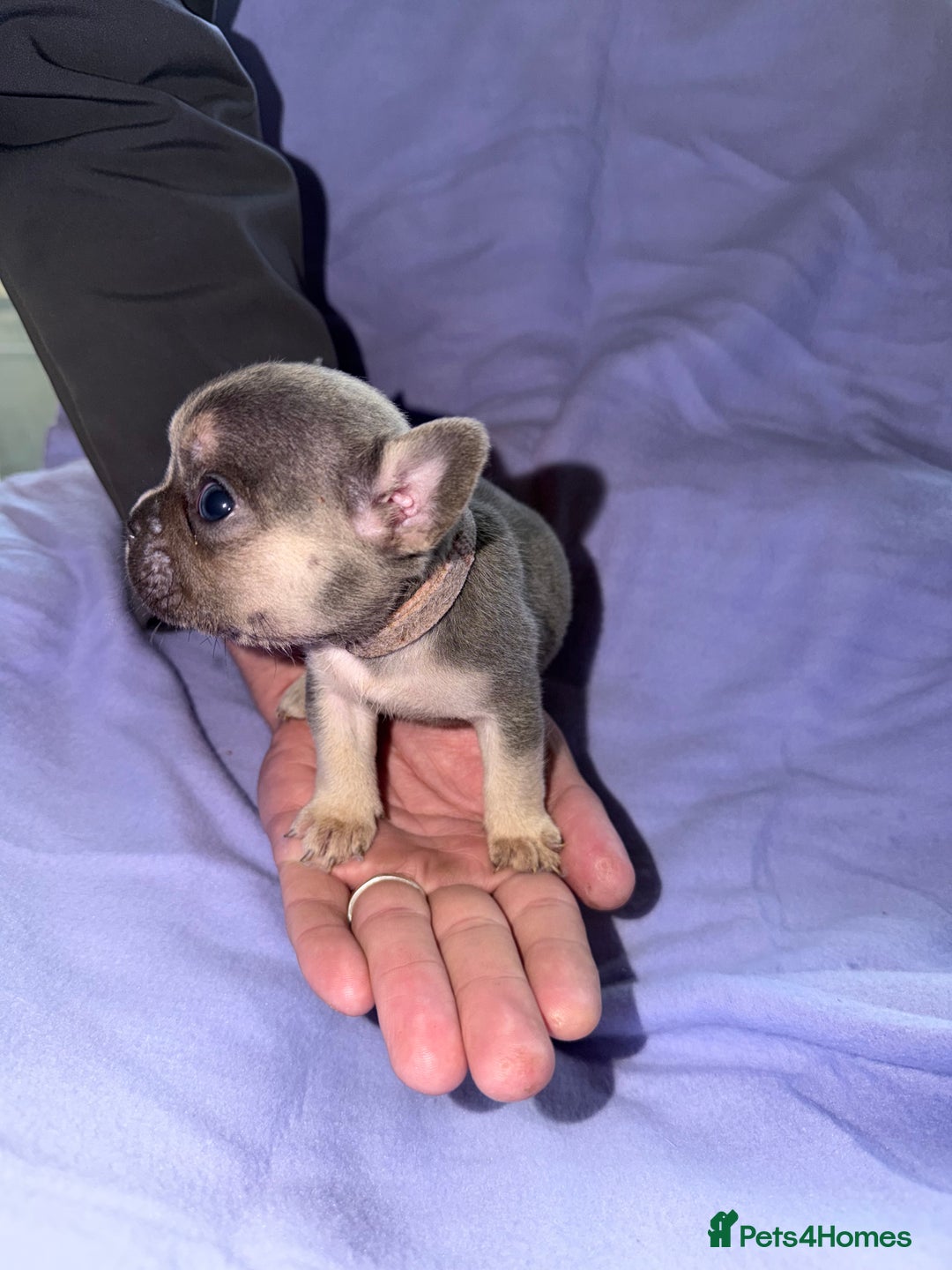 French Bulldog dogs for sale: French bulldog puppies  - Advert 15