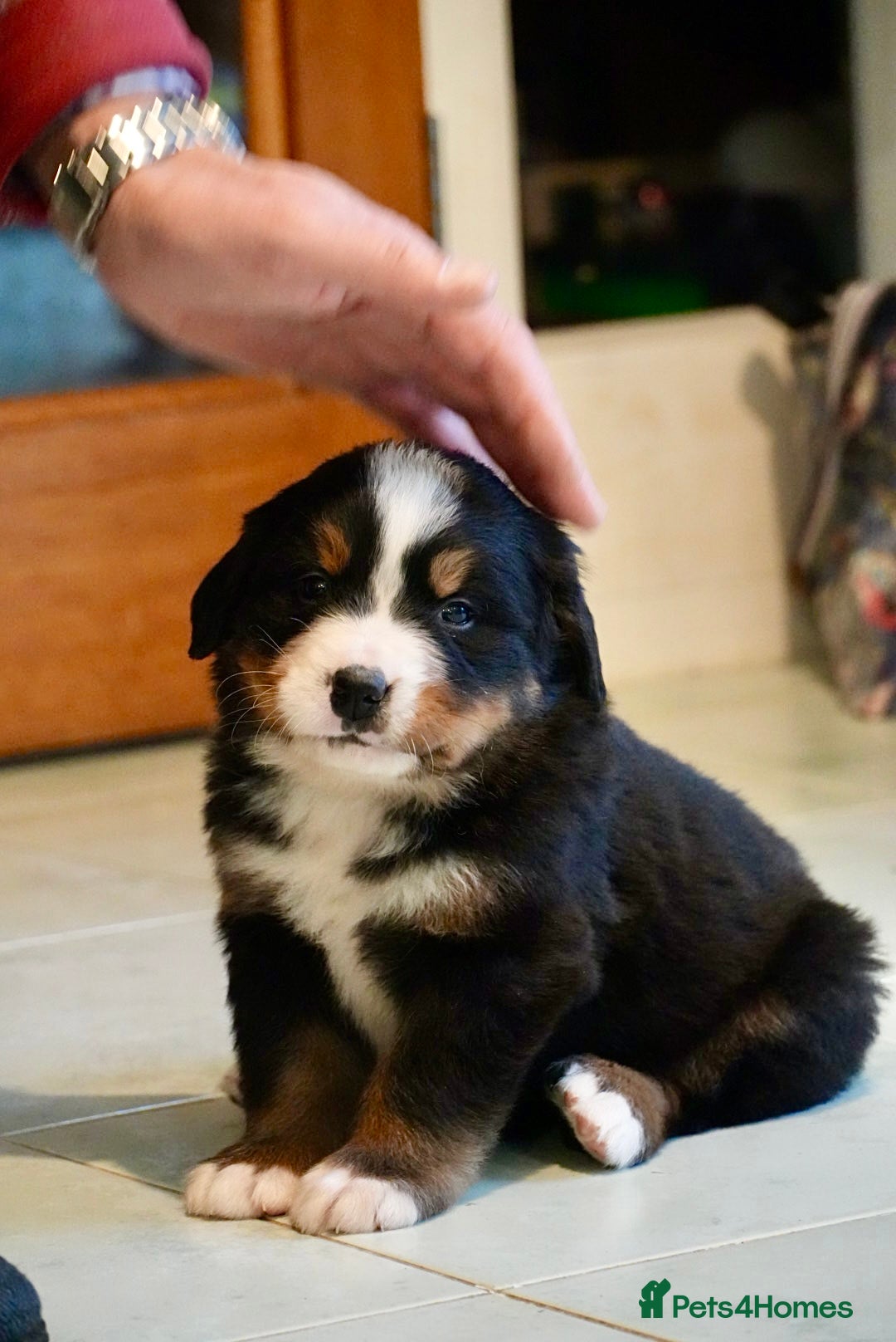 Bernese Mountain Dog dogs for sale: Quality Bernese Mountain Dog Puppies  - Advert 17